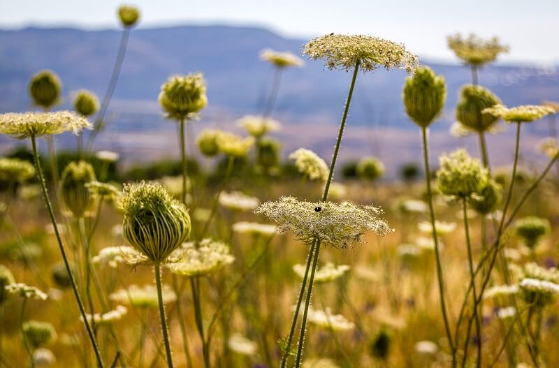 Echinops Galilee View