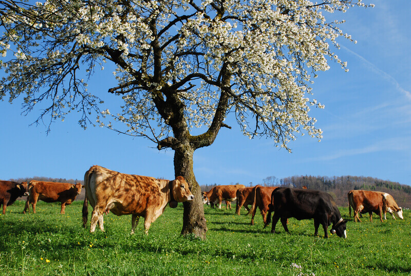 dairy farming