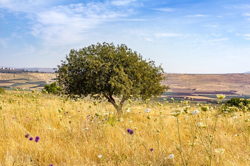 shrubland view